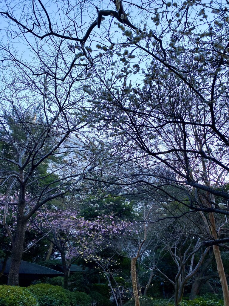 グランドプリンスホテル高輪の河津桜