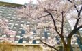 グランドプリンスホテル高輪の桜