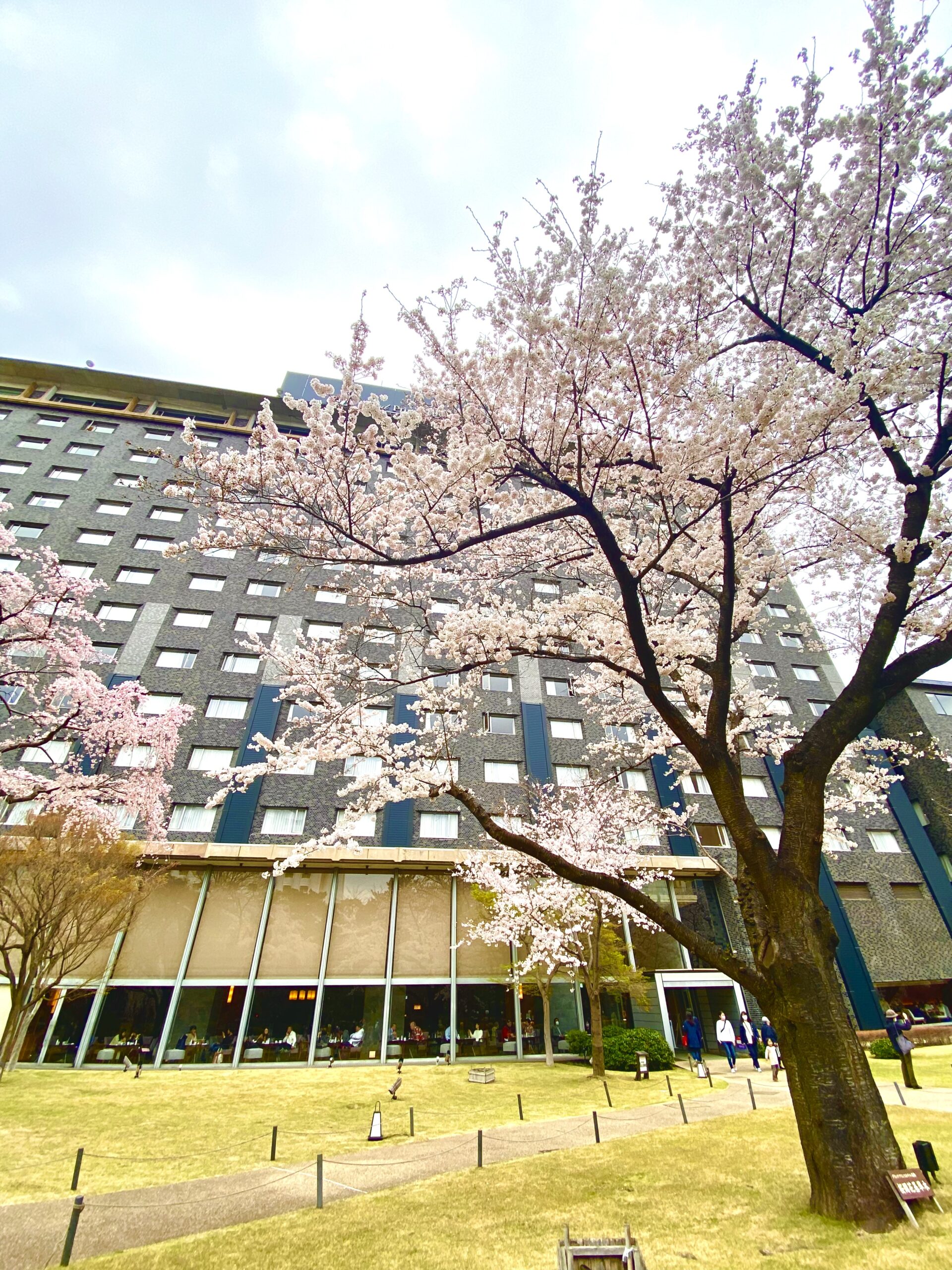 グランドプリンスホテル高輪の桜