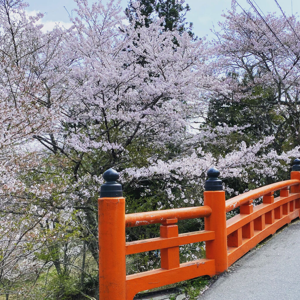 大橋と桜