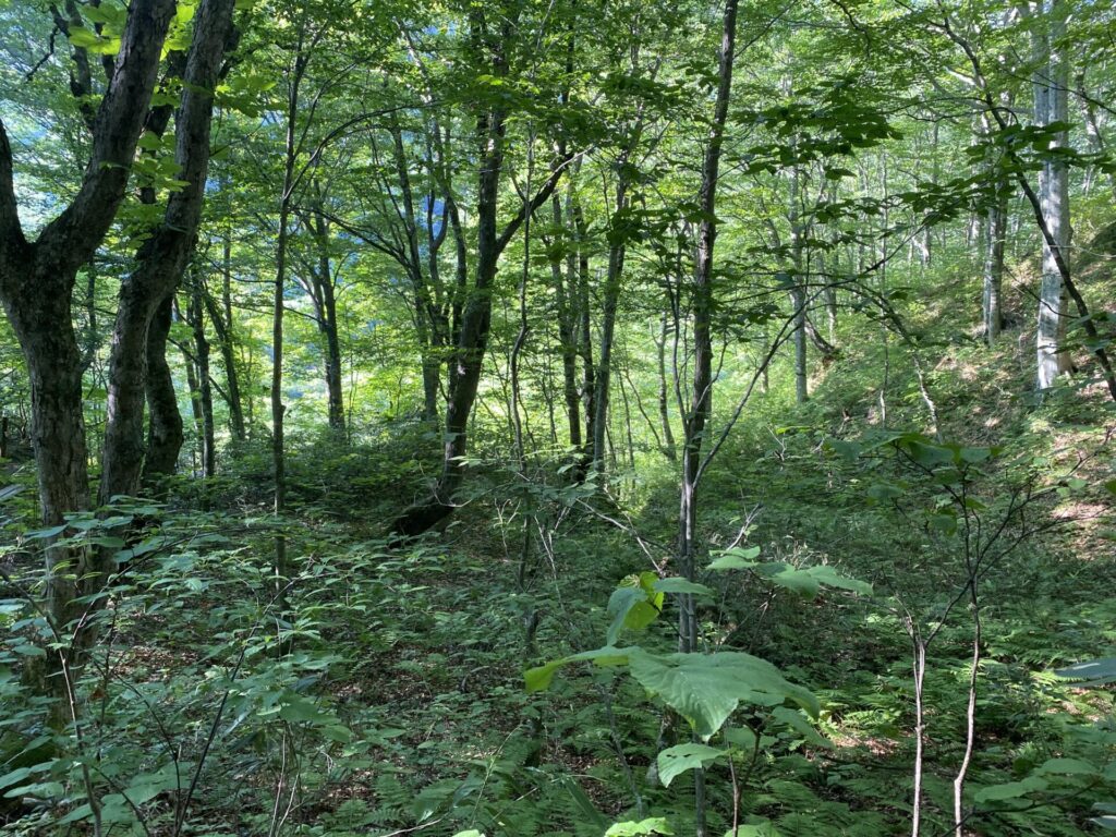 白神山地 世界遺産 ブナ林と触れ合う緑豊かな散策道短時間コース