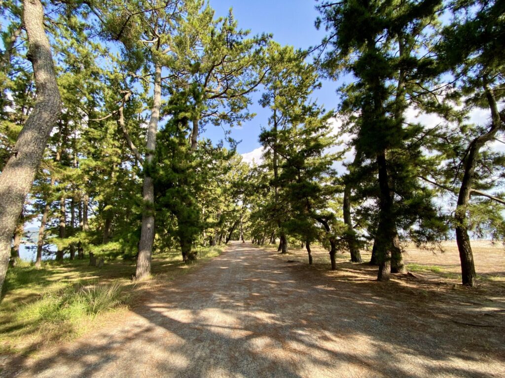 「天橋立」の松の並木路