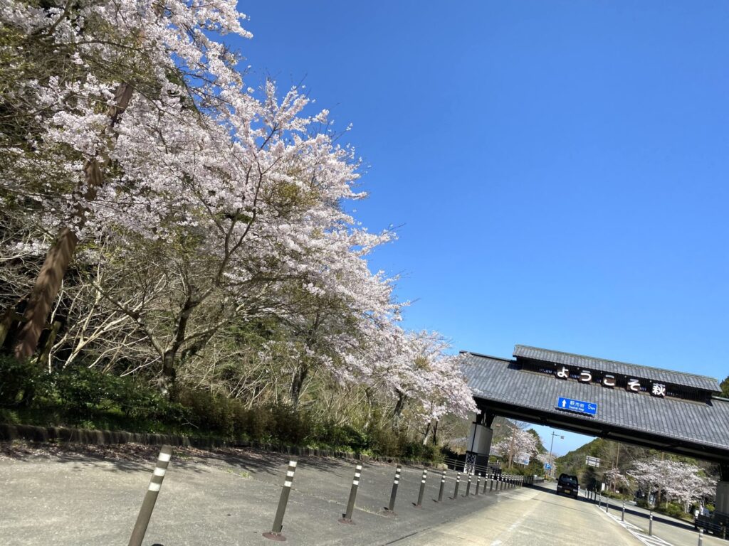 萩ICの桜