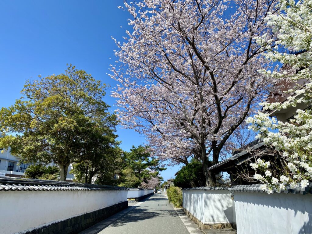 萩城下町の桜