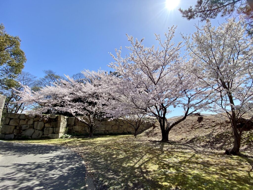 萩城門の桜