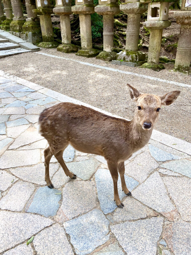 春日大社